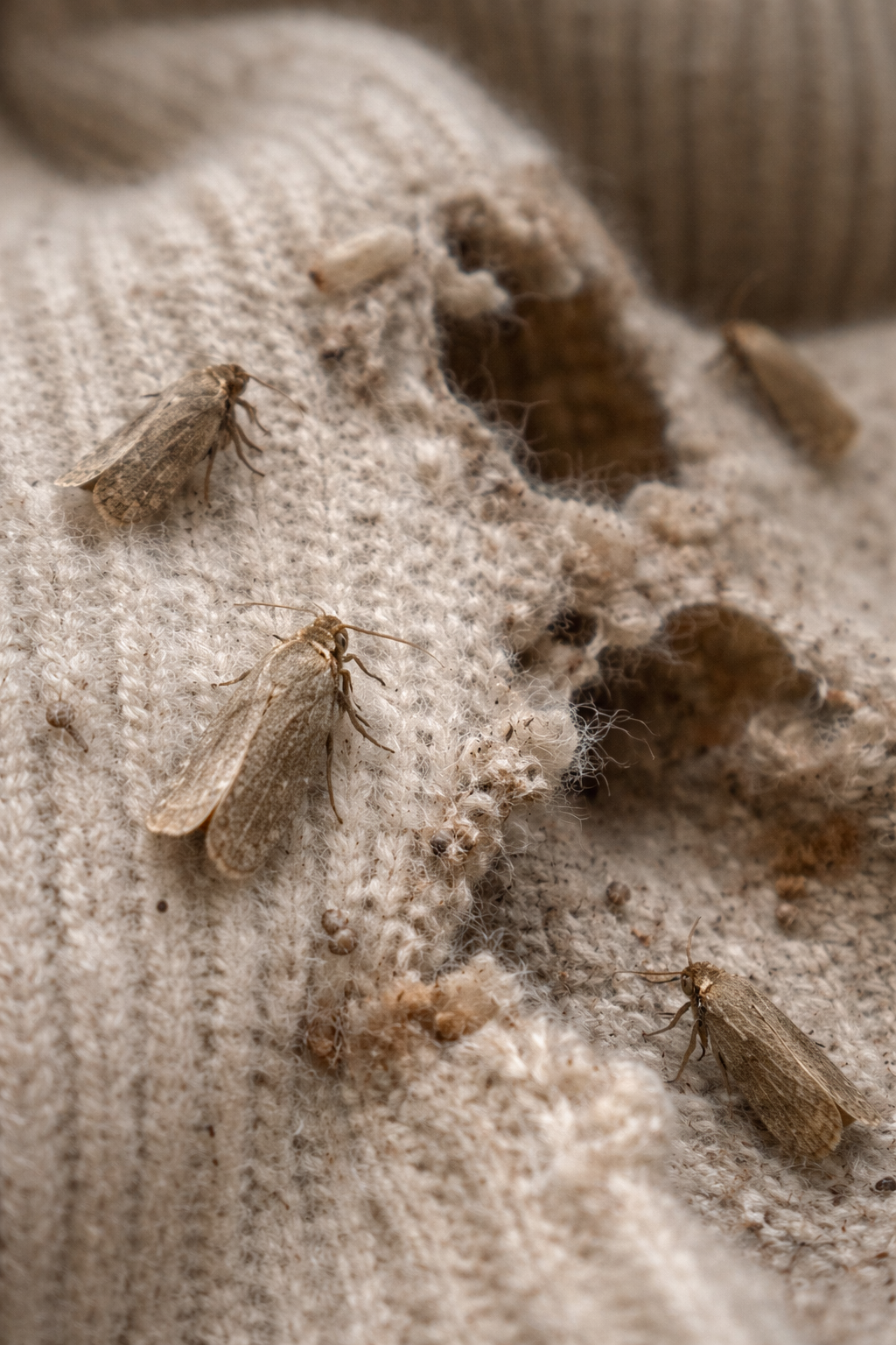 How to Identify Clothing Moths: Complete Visual Guide